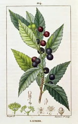 Laurier, planche botanique, c.1810
